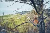 Husqvarna T542i XP 14" akkumulátoros láncfűrész "akkumulátor nélkül"