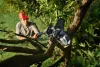 Husqvarna Aspire P5-P4A akkumulátoros ágvágó+ Aspire  POLE-P4A teleszkópos szár "akkuval és töltővel